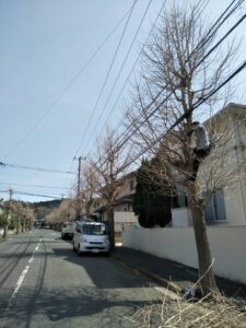 梅と春と桜と
